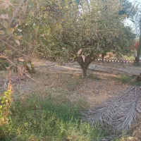 چندین قطع باغ درخارستان