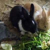 خرگوش بازی گوش وبدون مریض ومنیاتوری ونروماد|موش و خرگوش|مریوان, |دیوار