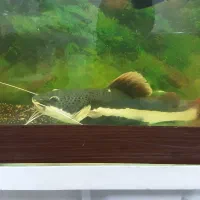 ماهی ردتیل و ماهی الیگیتور