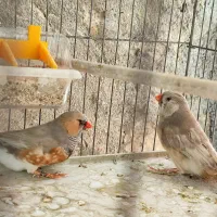 فنچ کینگ انگلیسی سایز فول درشت قیمت 8500تومن