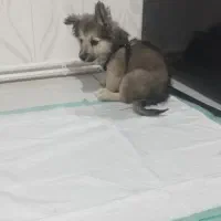 توله پامر اشپیتز 3 ماهه