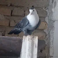 کربلایی پولکی|پرنده|شیروان (خراسان), |دیوار