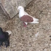 هرسه نر پرو بازی داروزیبا دونی 600تومان