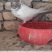 جوجه گرگی