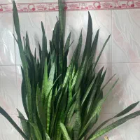 گل سانسوریا