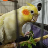 عروس هلندی مولد سخنگو|پرنده|بوکان, |دیوار