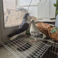 گلین وشویدی نروماده|پرنده|خمینی‌شهر, |دیوار