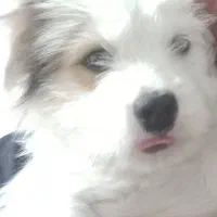 واگذاری غیر رایگان|سگ|فولادشهر, زاینده رود|دیوار