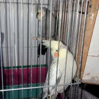 عروس هلندی  ماشین دره شهر|پرنده|دره شهر, |دیوار