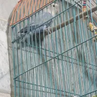 طوطی برزیلی نر نیمه رام
