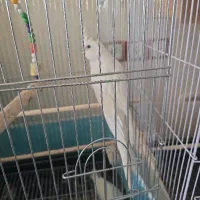 جفت عروس هلندی