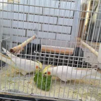 عروس هلندی لوتینو مولد|پرنده|طبس, |دیوار