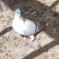 کبوتر