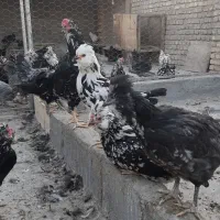 مرغ و خروس گلین|حیوانات مزرعه|مبارکه, |دیوار