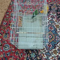 طوطی برزیلی