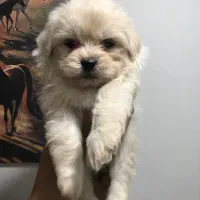 پامر شیتزو عروسکی توضیحات و بخونید