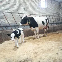 گاوتازه زا باگوساله نرسمینتال ۲۰کیلوشیر