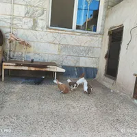 کبوتر