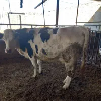 گاو|حیوانات مزرعه|سلطانیه, |دیوار