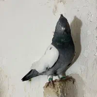 سینه سبز نر