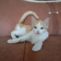 گربه|گربه|تبریز, |دیوار