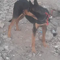 توله سگ دوبرمن خوب|سگ|قرچک, داوود آباد|دیوار