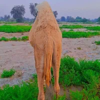 شتر فروشی 2سال