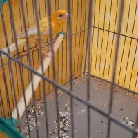 قناری نر مست