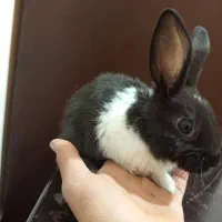 خرگوش خانگی|موش و خرگوش|سیرجان, |دیوار