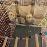 دو عدد جوجه سه ماهه عروس هلندی