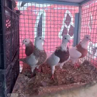 کبوتر طوقی ،یهودی ،افغان و طوطی برزیلی|پرنده|پاکدشت, خاتون آباد|دیوار