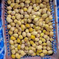 رطب و خارک برحی|خوردنی و آشامیدنی|اهواز, شهرک الهیه|دیوار
