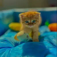 اسکاتیش بریتیش پرتقالی و مشکی