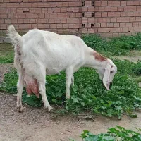 بز پاکستانی|حیوانات مزرعه|سیمین شهر, |دیوار