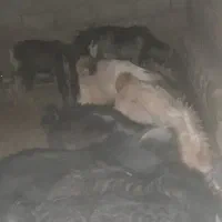 بزغاله|حیوانات مزرعه|چگنی, |دیوار