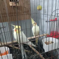 عروس هلندی لوتینو|پرنده|حمیدیا, |دیوار