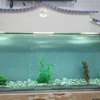 آکواریوم بزرگ|ماهی|دهاقان, |دیوار