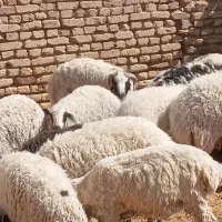 بره گمشده