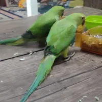 طوطیهای خونگی دستی مینا عروس کوتوله شاه|پرنده|مشهد, کریم آباد|دیوار