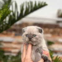 سیلور چشم آبی اسکاتیش شورت هیر|گربه|چالوس, |دیوار