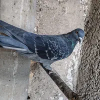 کفتر|پرنده|ری, شهرک نظامی|دیوار