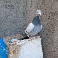 المانی