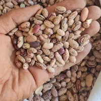 لوبیا چیتی درجه یک
