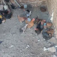 ۲۲عددجوجه مرغ که تازه دارن بعضی‌ها تخم میکنن