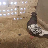 سینه سیاه|پرنده|مشهد, هفده شهریور|دیوار