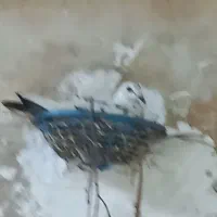 فروش دسته کبوتر..