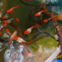 ماهی گوپی کوی توکسیدو