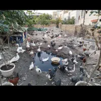 اردک خارجی نر و اردک ایرانی نر