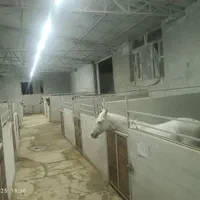 باشگاه سوارکاری راگا (شهرری)|اسب و تجهیزات اسب‌سواری|ری, |دیوار