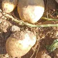فروش سیب زمینی تازه